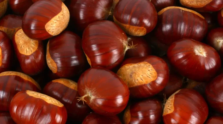 Propiedades de las castañas
